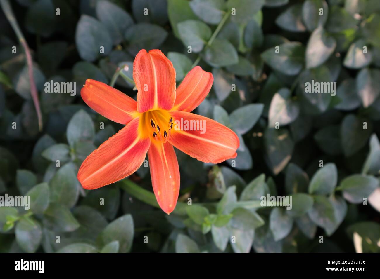 Eine lebendige orangene Lilie in voller Blüte steht im Kontrast zu dunkelgrünem Laub, Platz für Text, Kopie Stockfoto