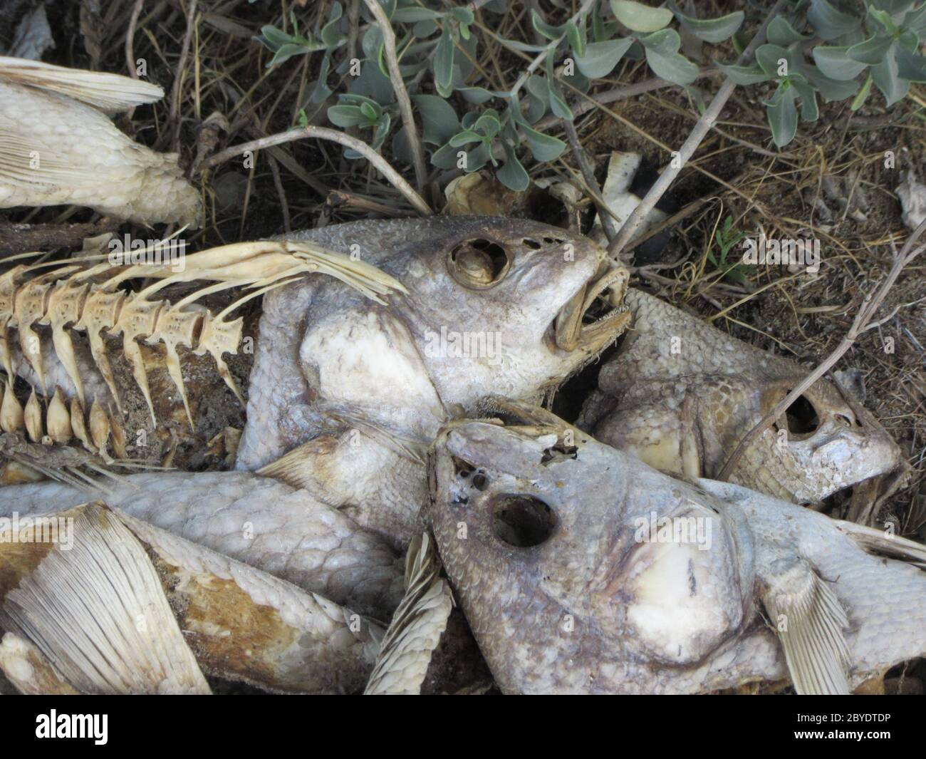 Ein Haufen toter Fische, Köpfe und Knochen, Corpus Christi, Texas Stockfoto