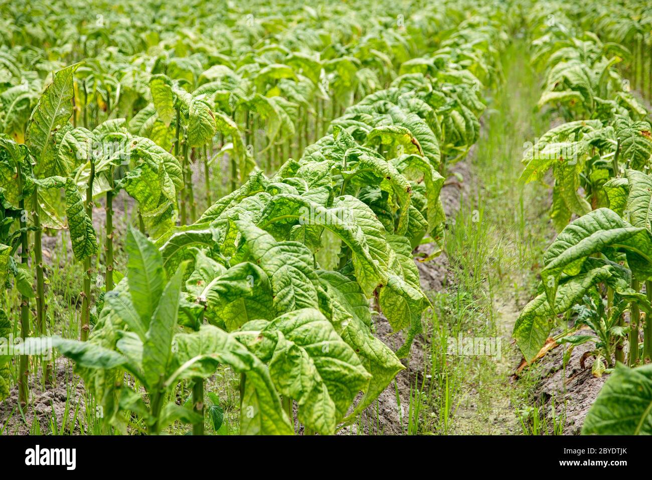 Tabakblätter wachsen in Tabak Plantage Feld vor der Ernte，Fujian, China Stockfoto