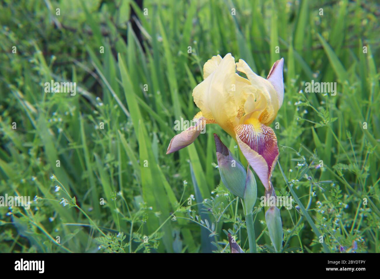 Eine einblühende Iris ragt im Kontrast zwischen grünen Gräsern, Platz für Kopie, Raum für Text heraus Stockfoto