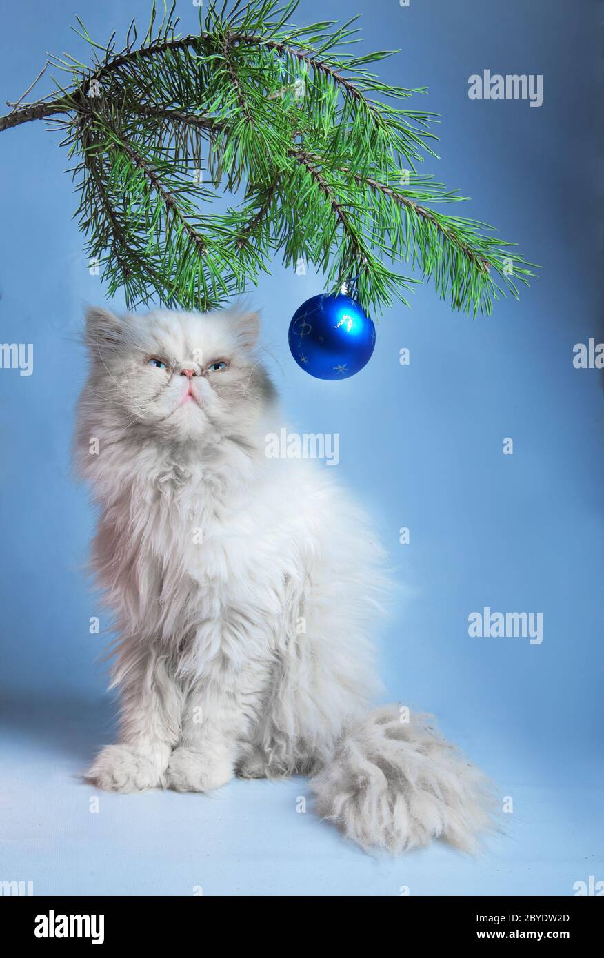 Ein Zweig mit Neujahrskugeln und ein Symbol des Yea Stockfoto