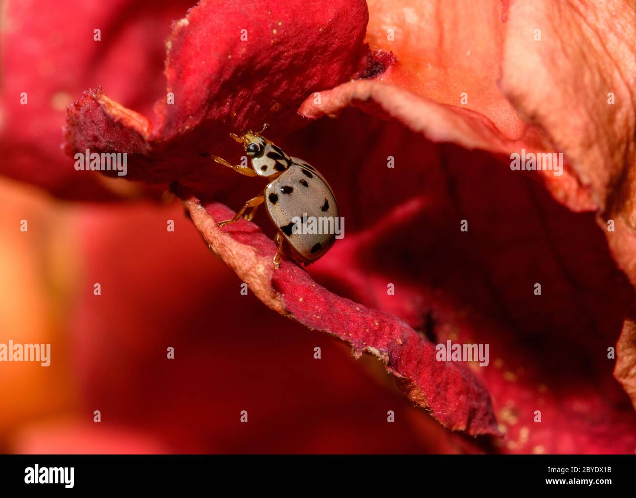 Aschgrau Lady Beetle (Olla V-nigrum) auf dem Blütenblatt einer Trompete Vine Flower Stockfoto