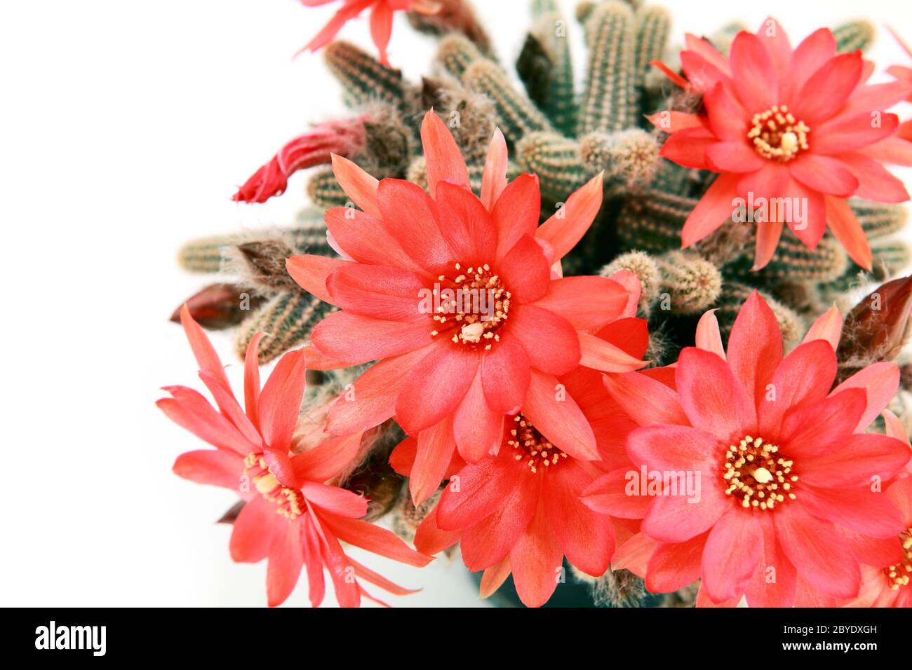 Viele rote Kaktus Blüten über weiß Stockfoto