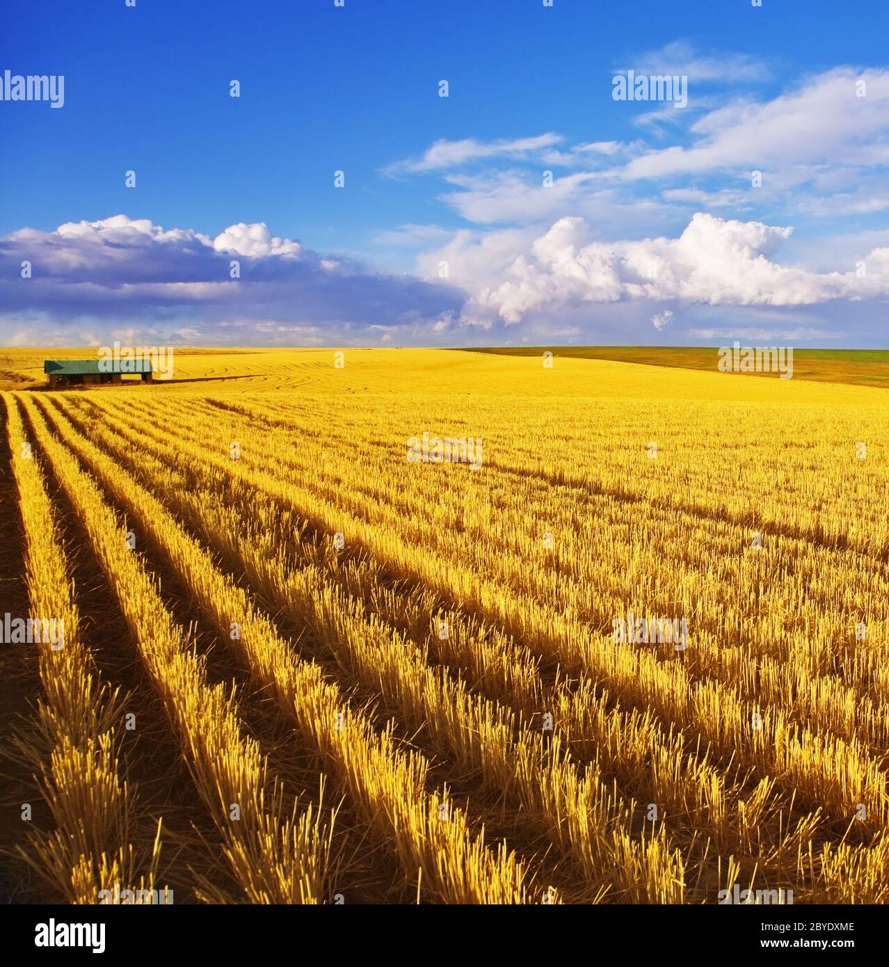 Mittag auf Feldern von Montana Stockfoto