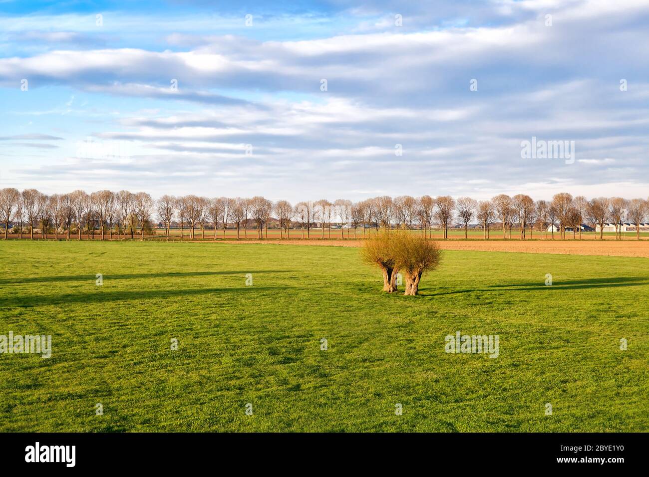 Grüne Wiesen auf holländischem Ackerland Stockfoto