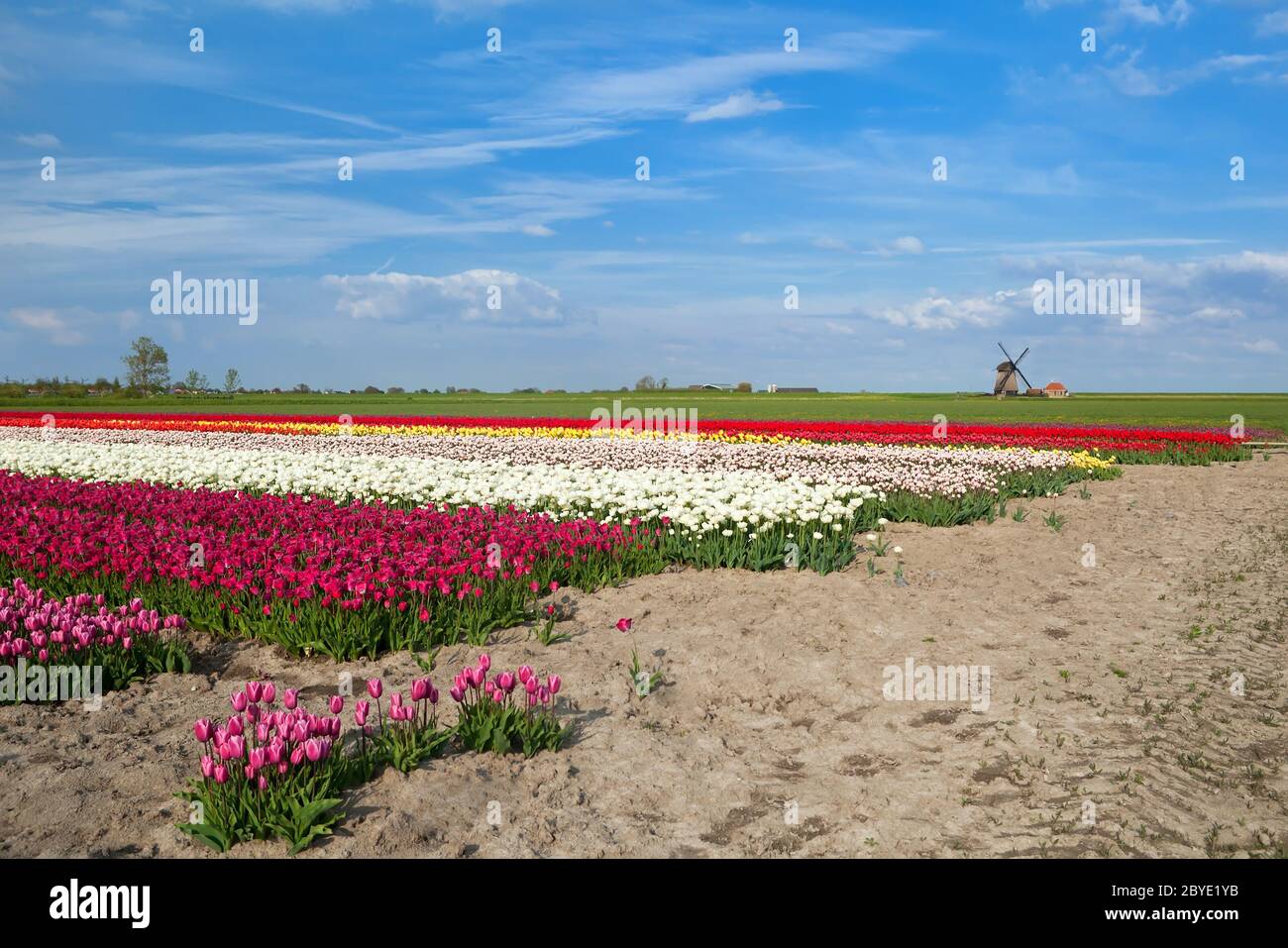 Bunte Tulpenfelder und Windmühle in Alkmaar Stockfoto