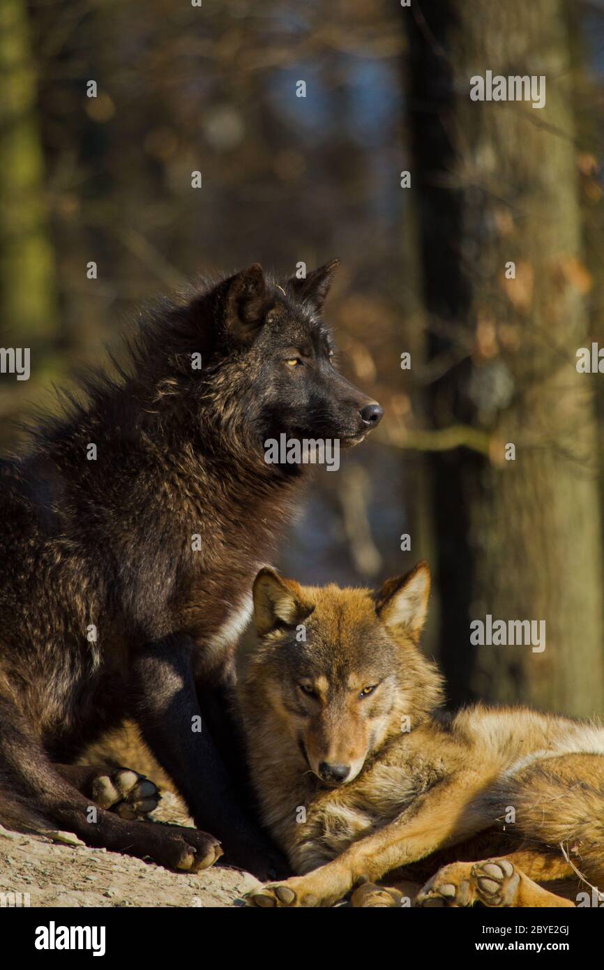 Ostwolf oder amerikanischer Grauwolf (Canis lupus ly Stockfoto