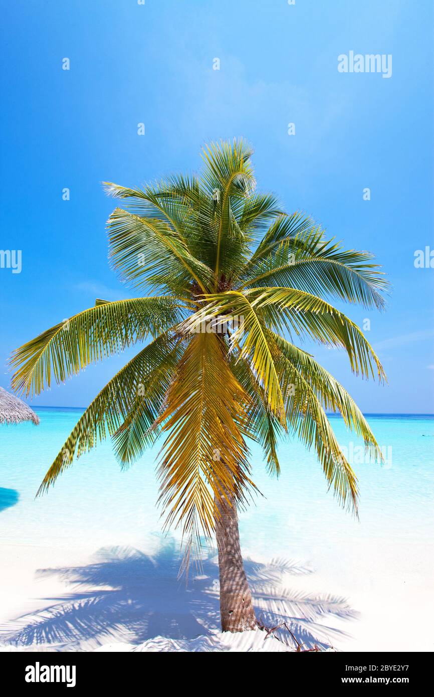 Palmen auf tropische Insel im Ozean. Malediven. Stockfoto