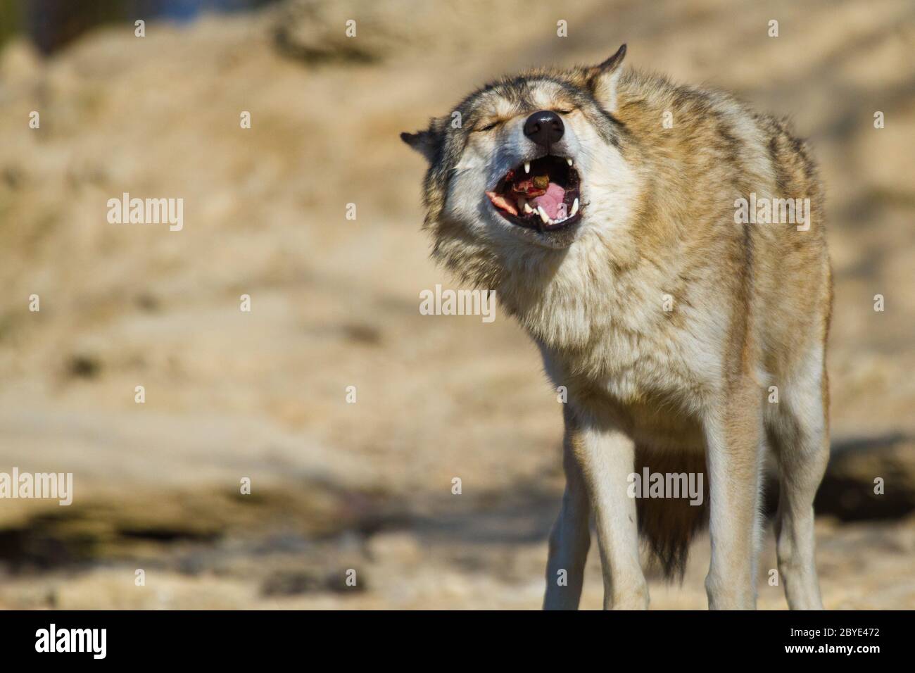 Ostwolf oder amerikanischer Grauwolf (Canis lupus ly Stockfoto