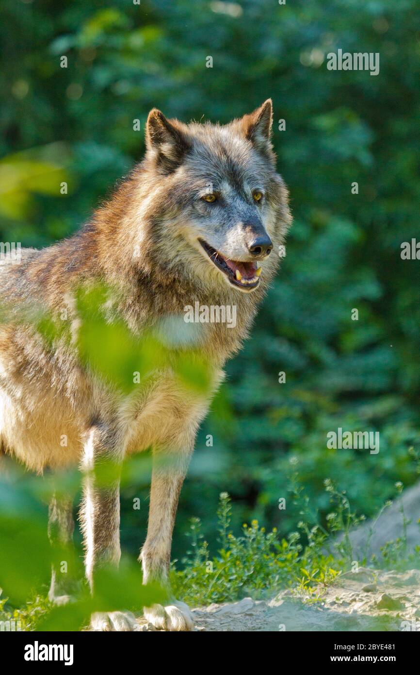 Ostwolf oder amerikanischer Grauwolf (Canis lupus ly Stockfoto