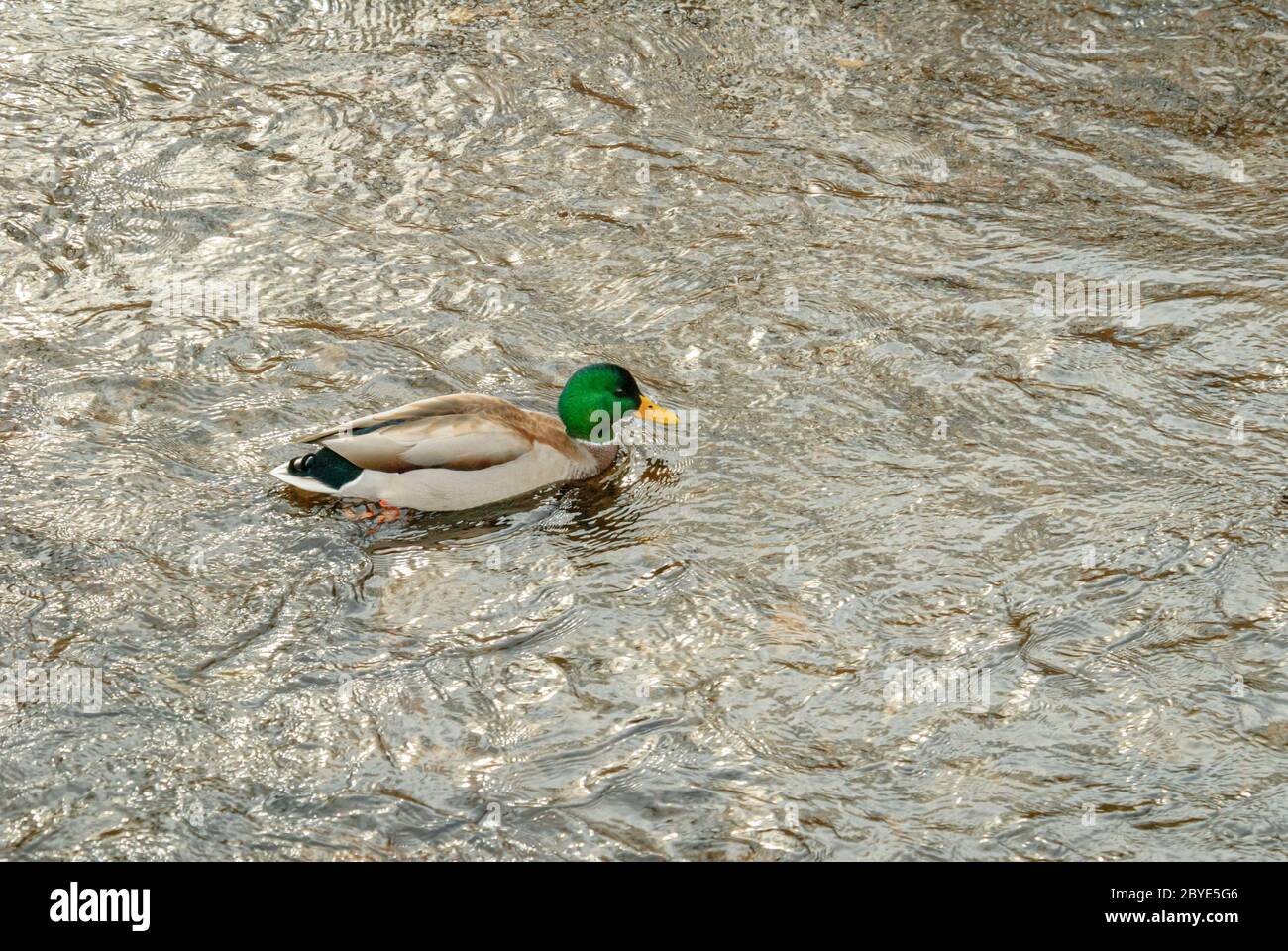 Männliche Mallard Duck (Anas platyrhynchos) Schwimmen in Bear Creek, Lakewood Colorado USA. Foto wurde im November aufgenommen. Stockfoto