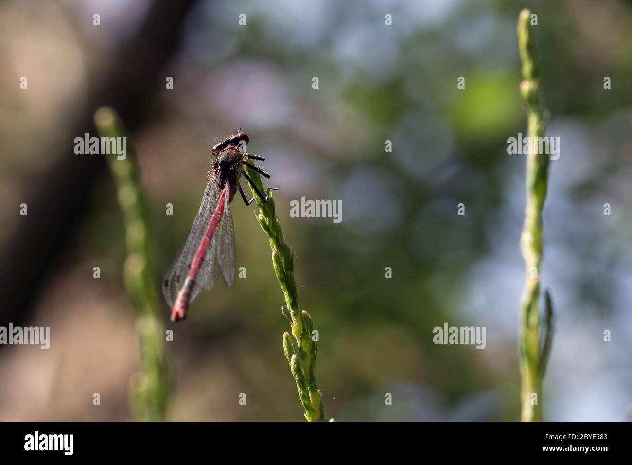 rote Libelle Stockfoto