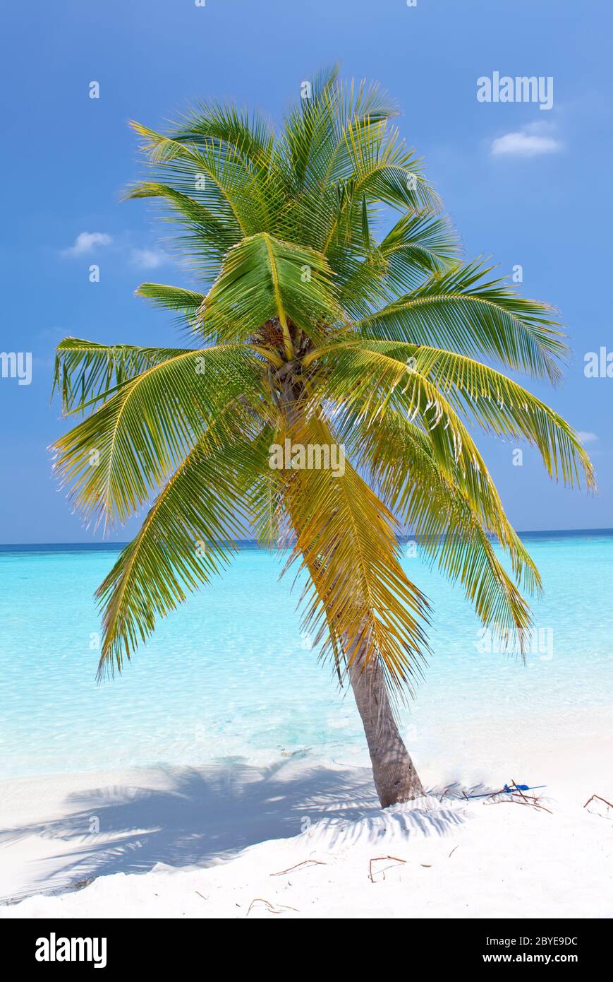 Palme auf der tropischen Insel. Malediven Stockfoto