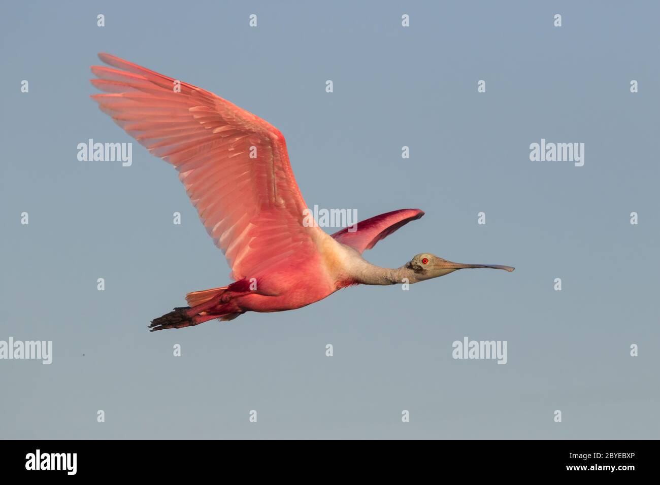 Die rosa Flamme im Flug: Die Roseaten-Löffler (Platalea ajaja) fliegen im blauen Himmel. Stockfoto