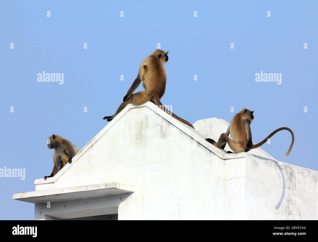 Entellus Affen auf dem Bau top in Indien Stockfoto