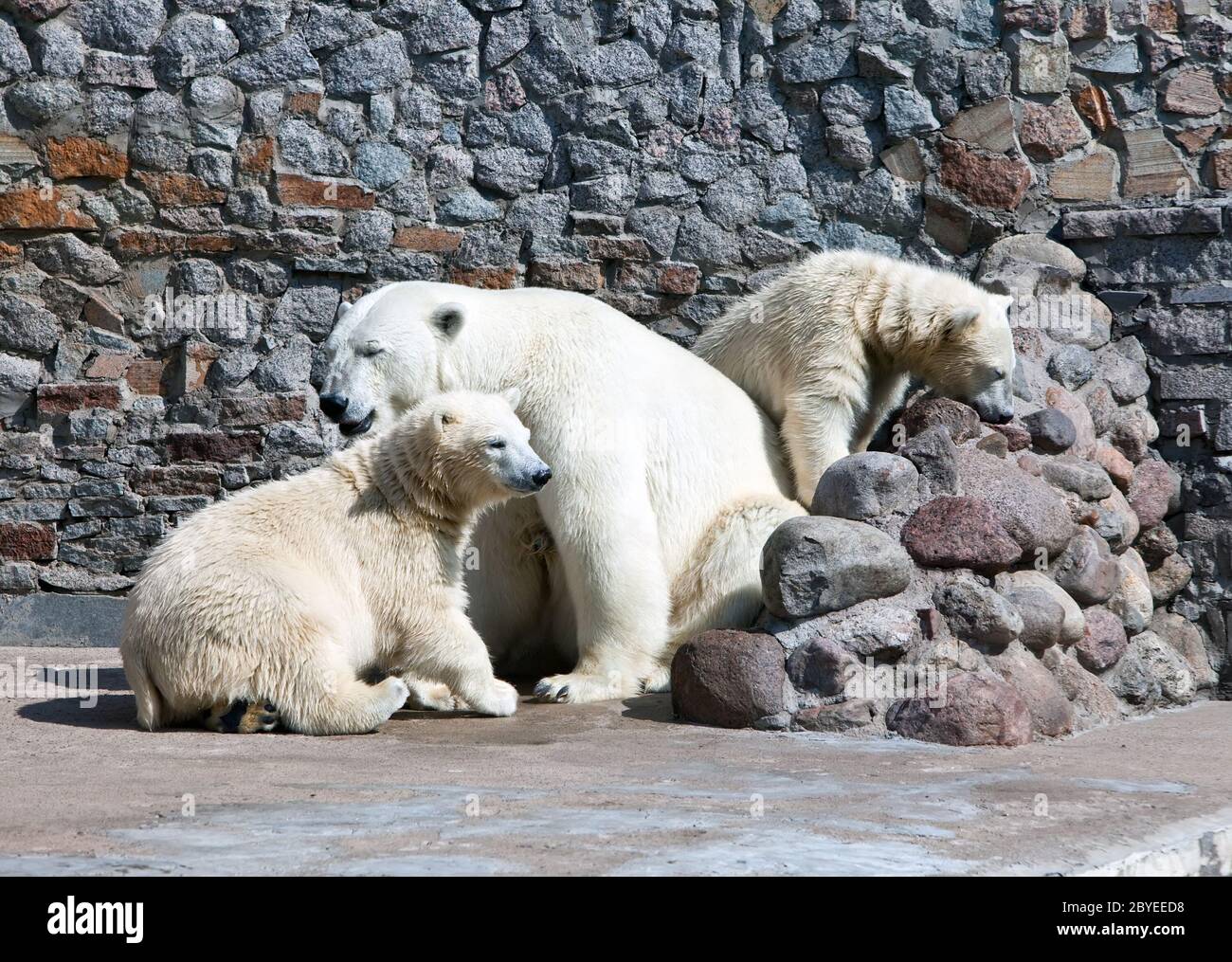 Weiße Eisbärin mit Bärenjungen Stockfoto