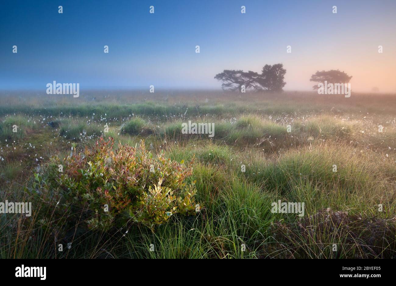 Warme Sommersonnenaufgänge über Sümpfen Stockfoto