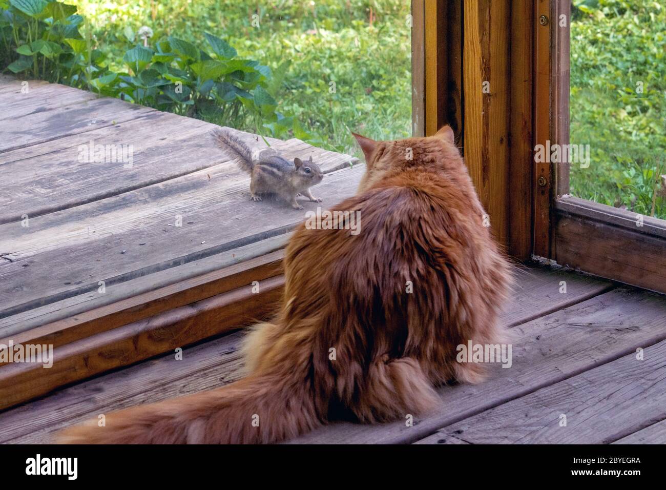 Winziger Chippmunk verspottet eine Katze mit Tabby auf einer überdachten Veranda Stockfoto