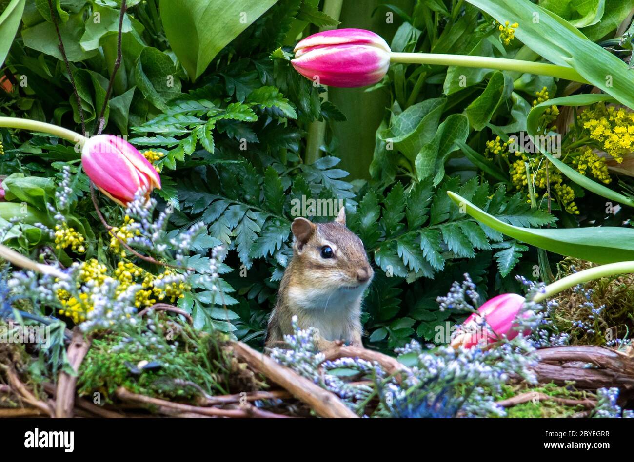 Fat Little Chippmunk taucht aus einem Korb mit rosa Tulpen gefüllt Stockfoto