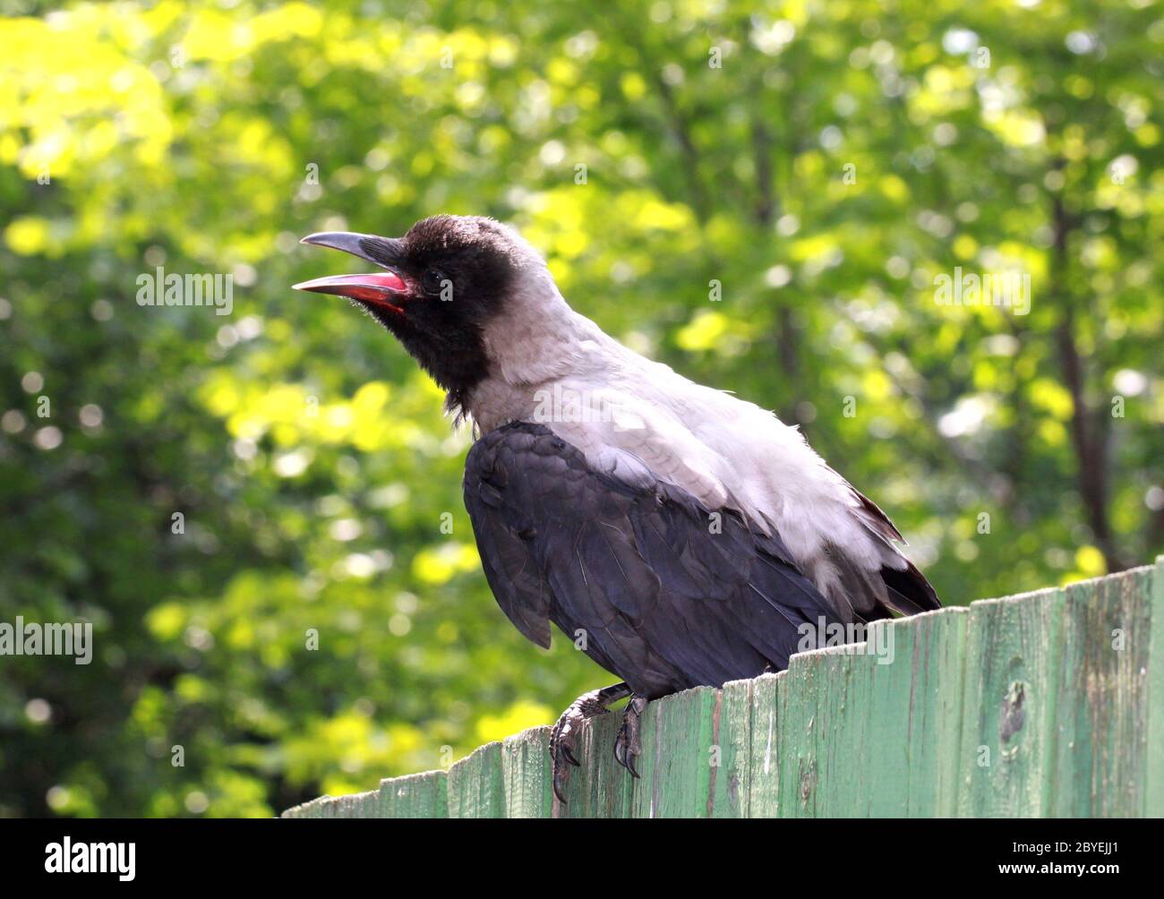Rabe Foto Jugendlicher rabe -Fotos und -Bildmaterial in hoher Auflösung – Alamy
