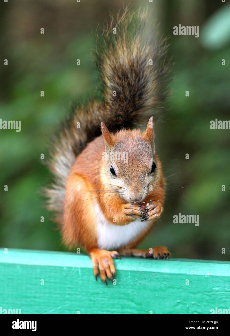 Eichhörnchen essen einer Mutter Stockfoto