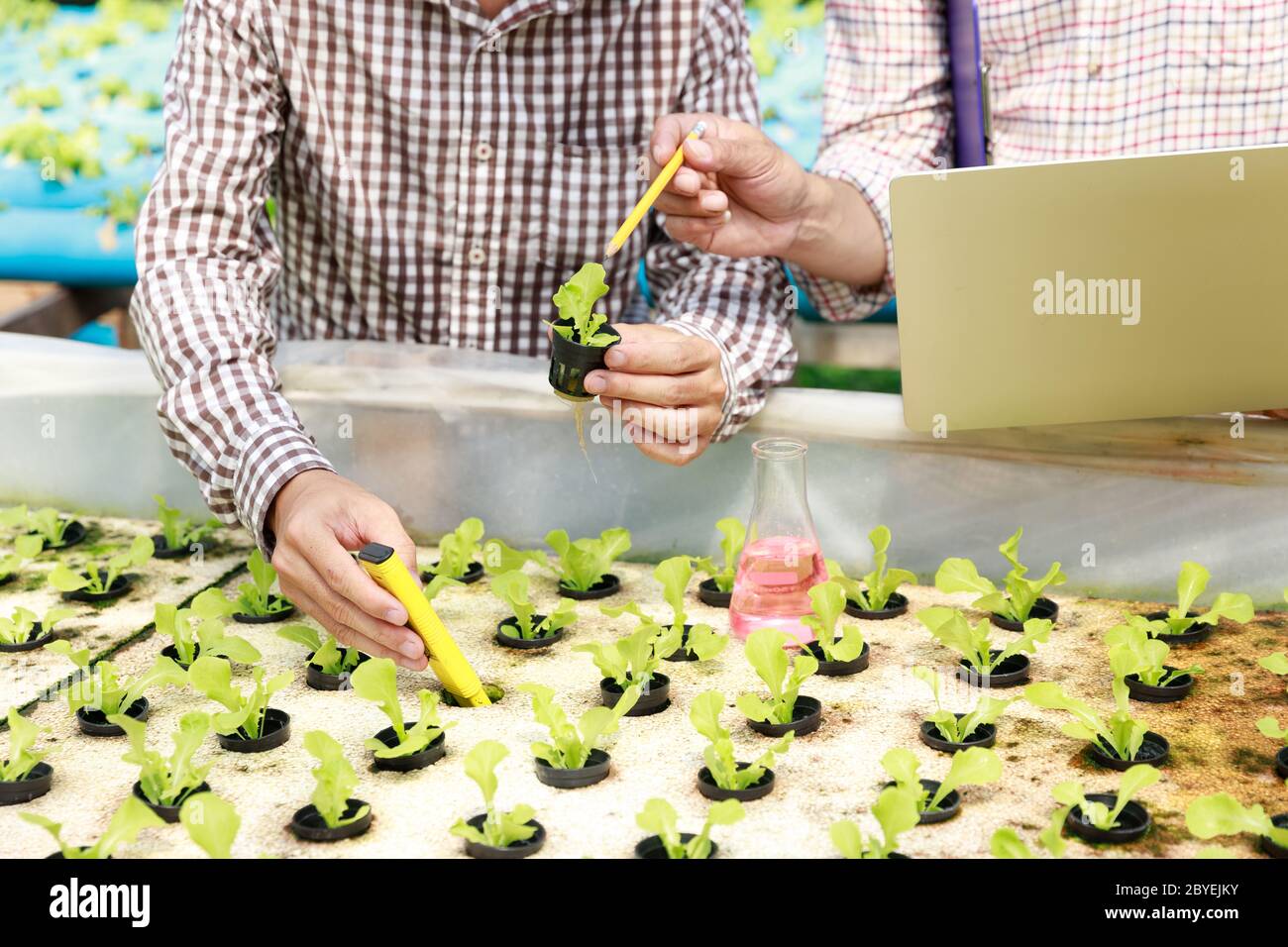 Hydroponics Farm, Arbeiter und Umwelt Daten von Kopfsalat organische hydroponic Gemüse sammeln im Gewächshaus farm Garten. Stockfoto