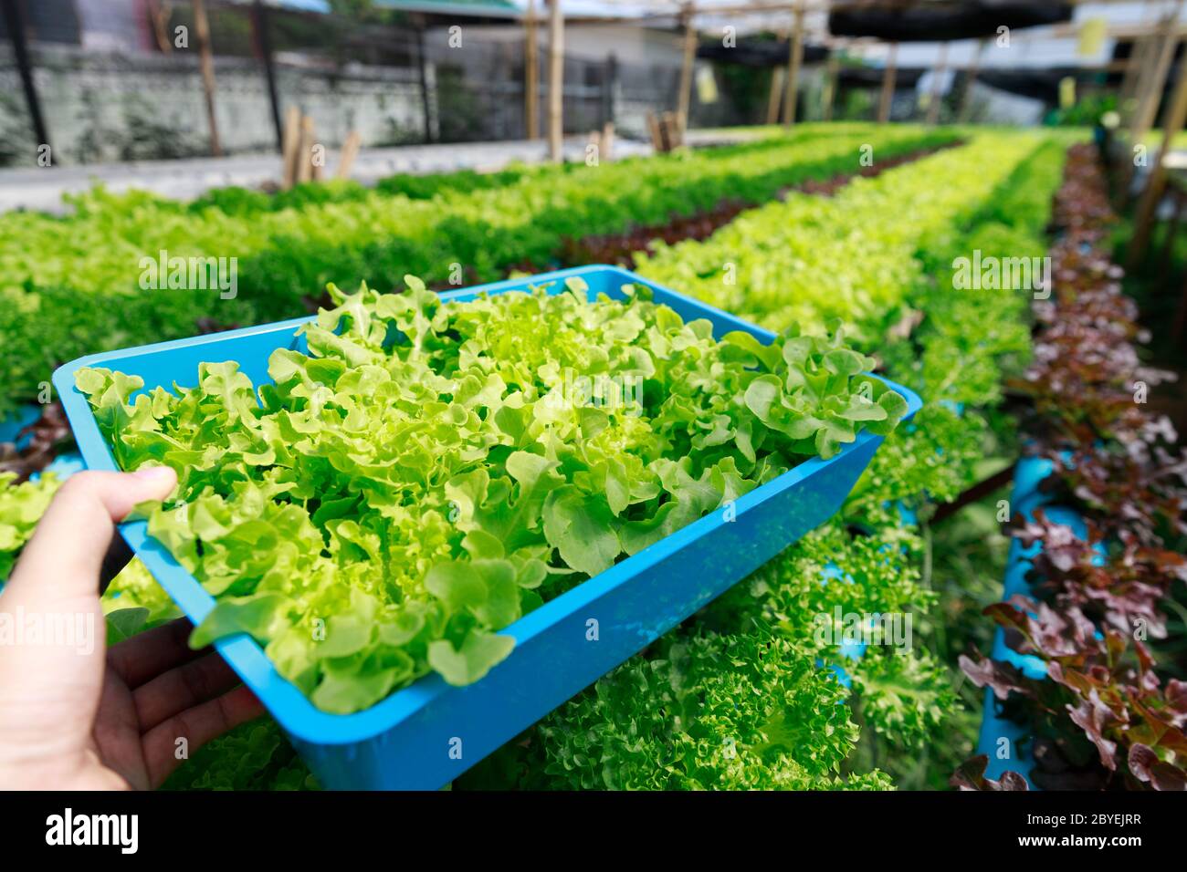 Hydroponics Farm, Arbeiter und Umwelt Daten von Kopfsalat organische hydroponic Gemüse sammeln im Gewächshaus farm Garten. Stockfoto