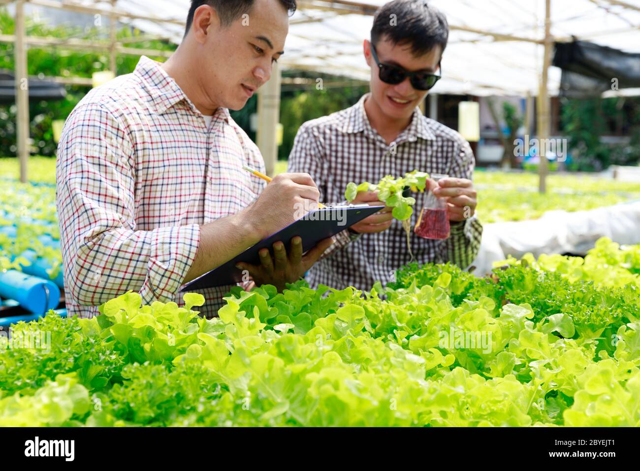 Hydroponics Farm, Arbeiter und Umwelt Daten von Kopfsalat organische hydroponic Gemüse sammeln im Gewächshaus farm Garten. Stockfoto