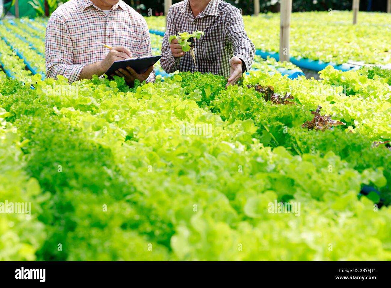 Hydroponics Farm, Arbeiter und Umwelt Daten von Kopfsalat organische hydroponic Gemüse sammeln im Gewächshaus farm Garten. Stockfoto