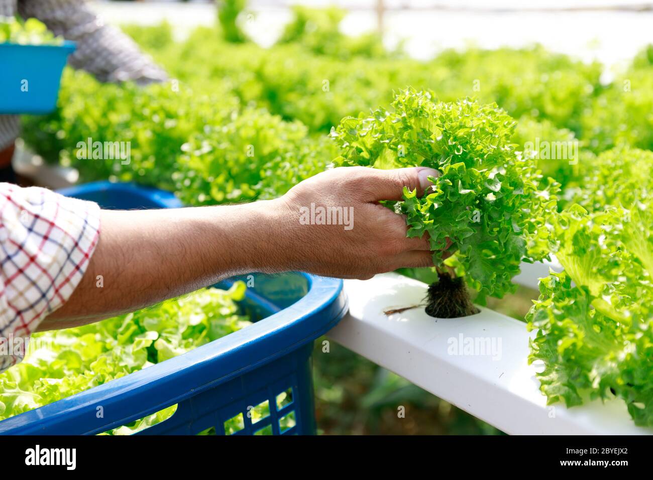 Hydroponics Farm, Arbeiter und Umwelt Daten von Kopfsalat organische hydroponic Gemüse sammeln im Gewächshaus farm Garten. Stockfoto