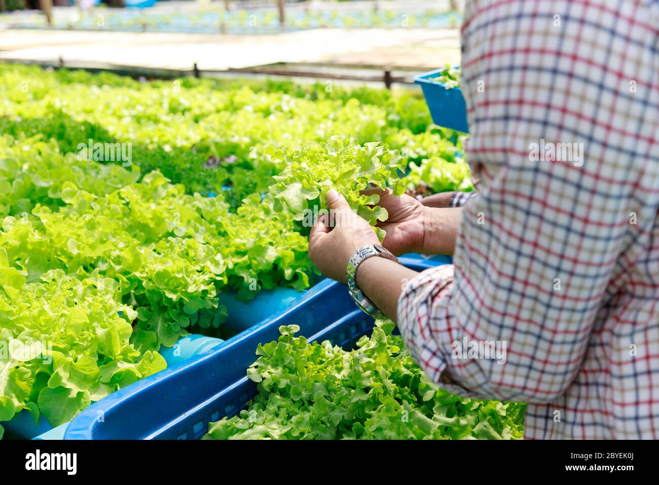 Hydroponics Farm, Arbeiter und Umwelt Daten von Kopfsalat organische hydroponic Gemüse sammeln im Gewächshaus farm Garten. Stockfoto