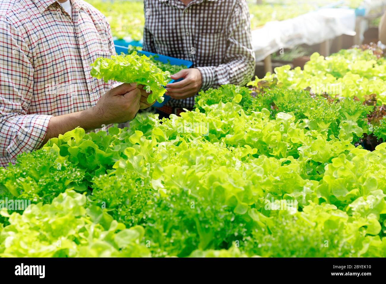 Hydroponics Farm, Arbeiter und Umwelt Daten von Kopfsalat organische hydroponic Gemüse sammeln im Gewächshaus farm Garten. Stockfoto