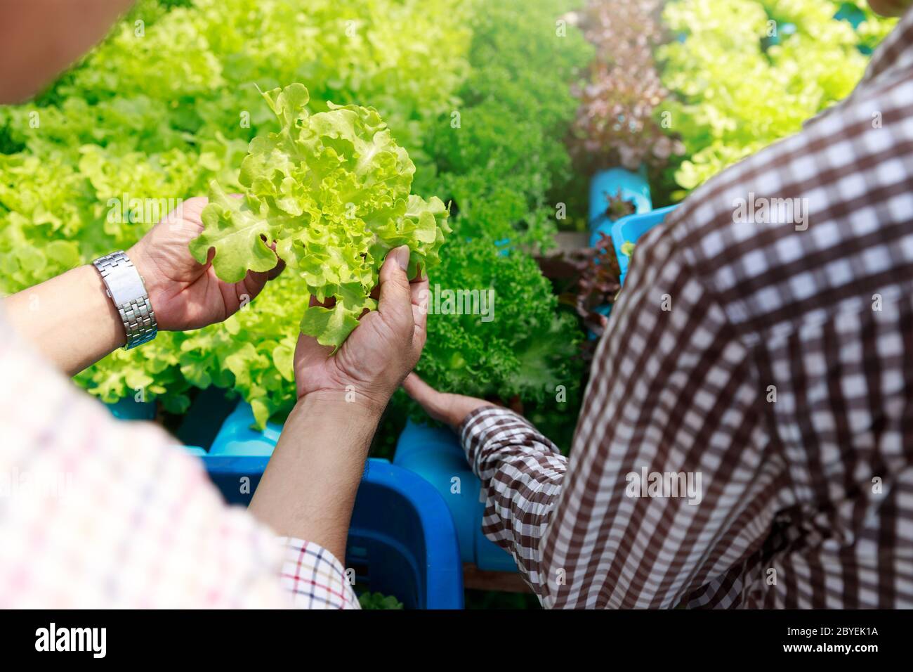 Hydroponics Farm, Arbeiter und Umwelt Daten von Kopfsalat organische hydroponic Gemüse sammeln im Gewächshaus farm Garten. Stockfoto