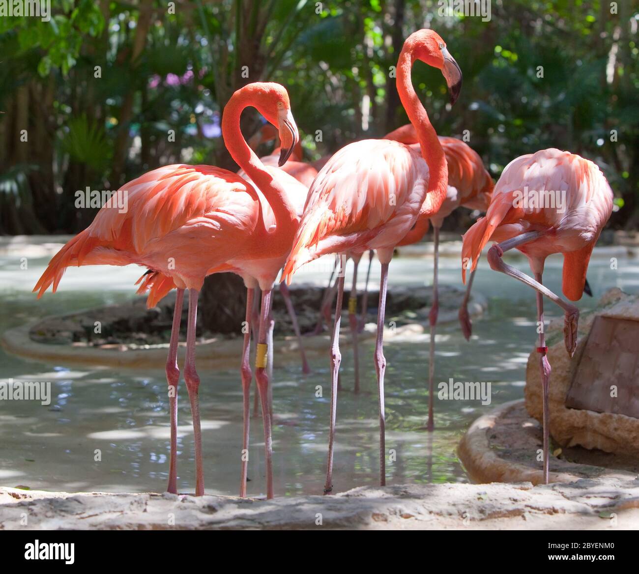 Flamingo Stockfoto