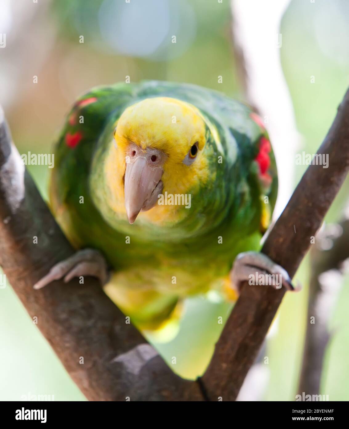 Schöne bunte Papagei Stockfoto