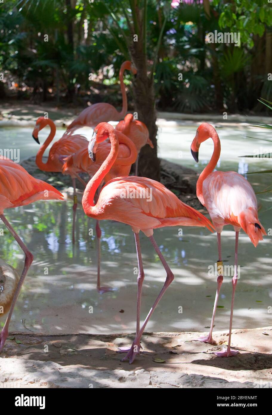 Flamingo Stockfoto