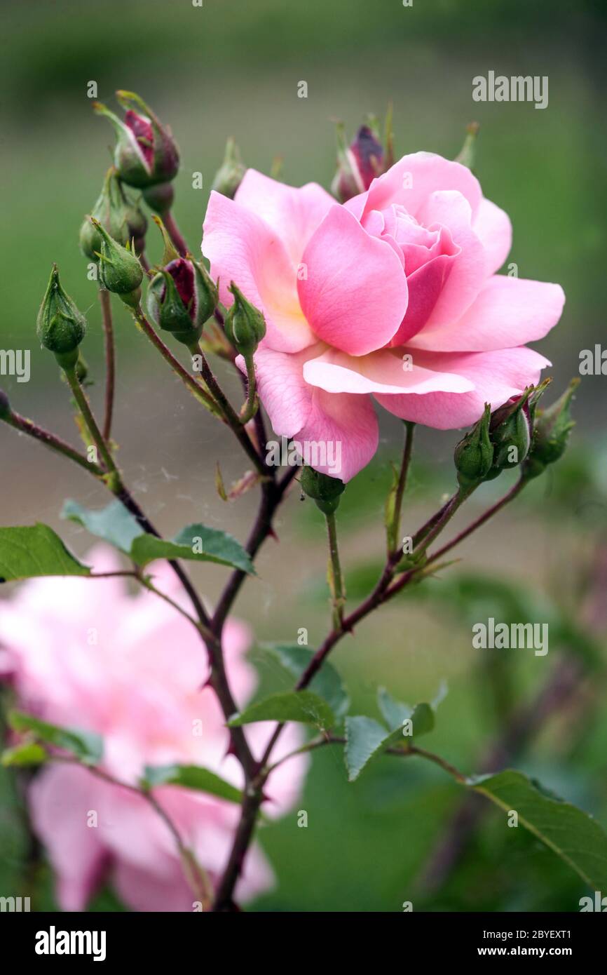Einzelne Blüte rosa Rose Nahaufnahme Blume Stockfoto