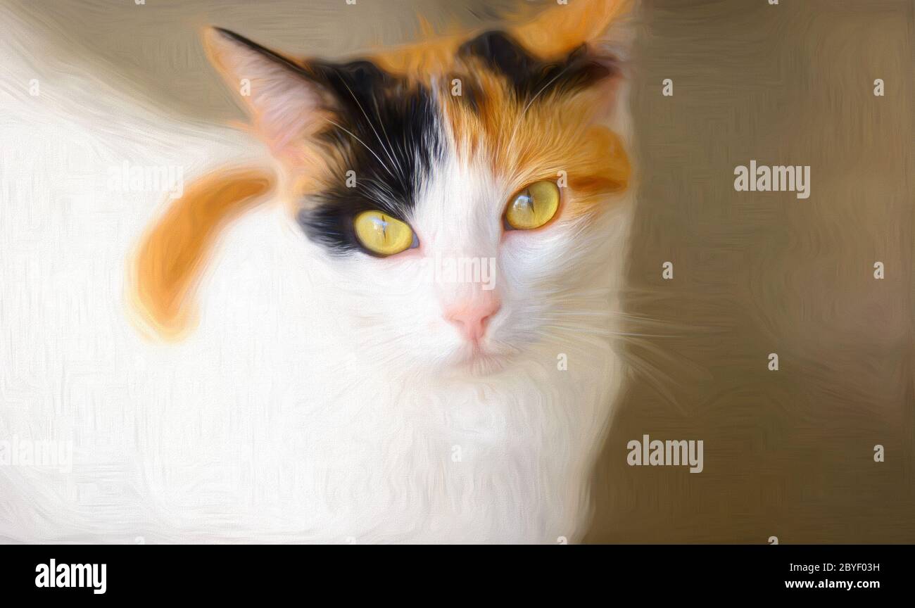 Eine Calico Katze mit grünen Augen schaut direkt auf die Kamera Stockfoto