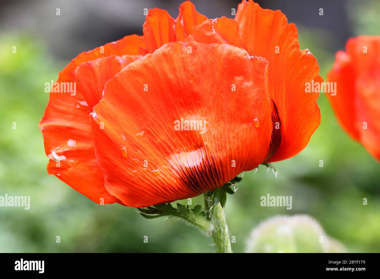 Eine große rote Mohnblume Stockfoto