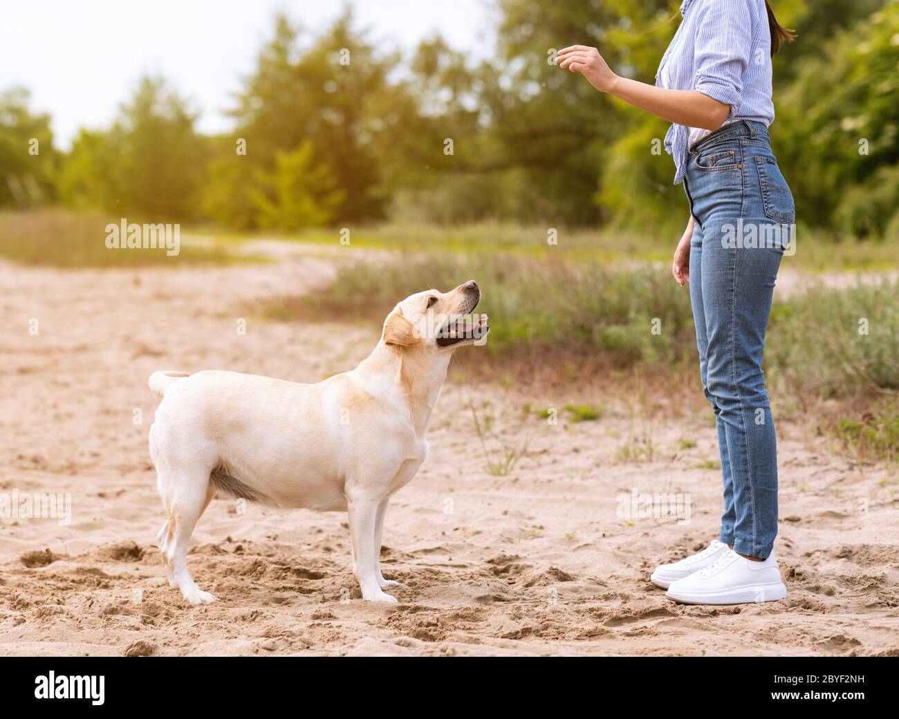Unerkennbares Mädchen, das ihrem gehorsamen Hund einen Befehl gibt Stockfoto