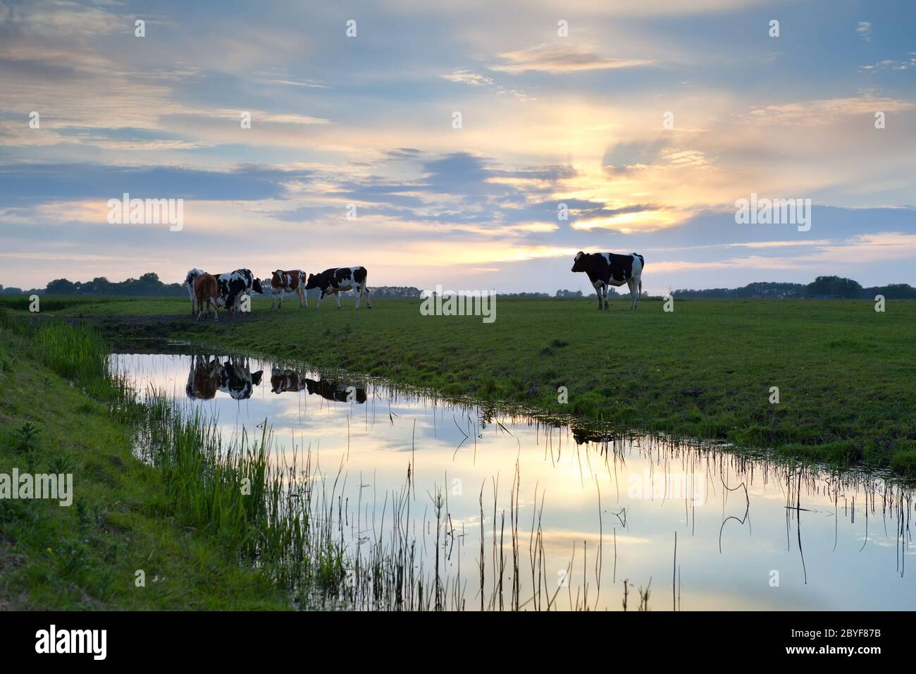 Rinder auf der Weide bei Sonnenuntergang Stockfoto