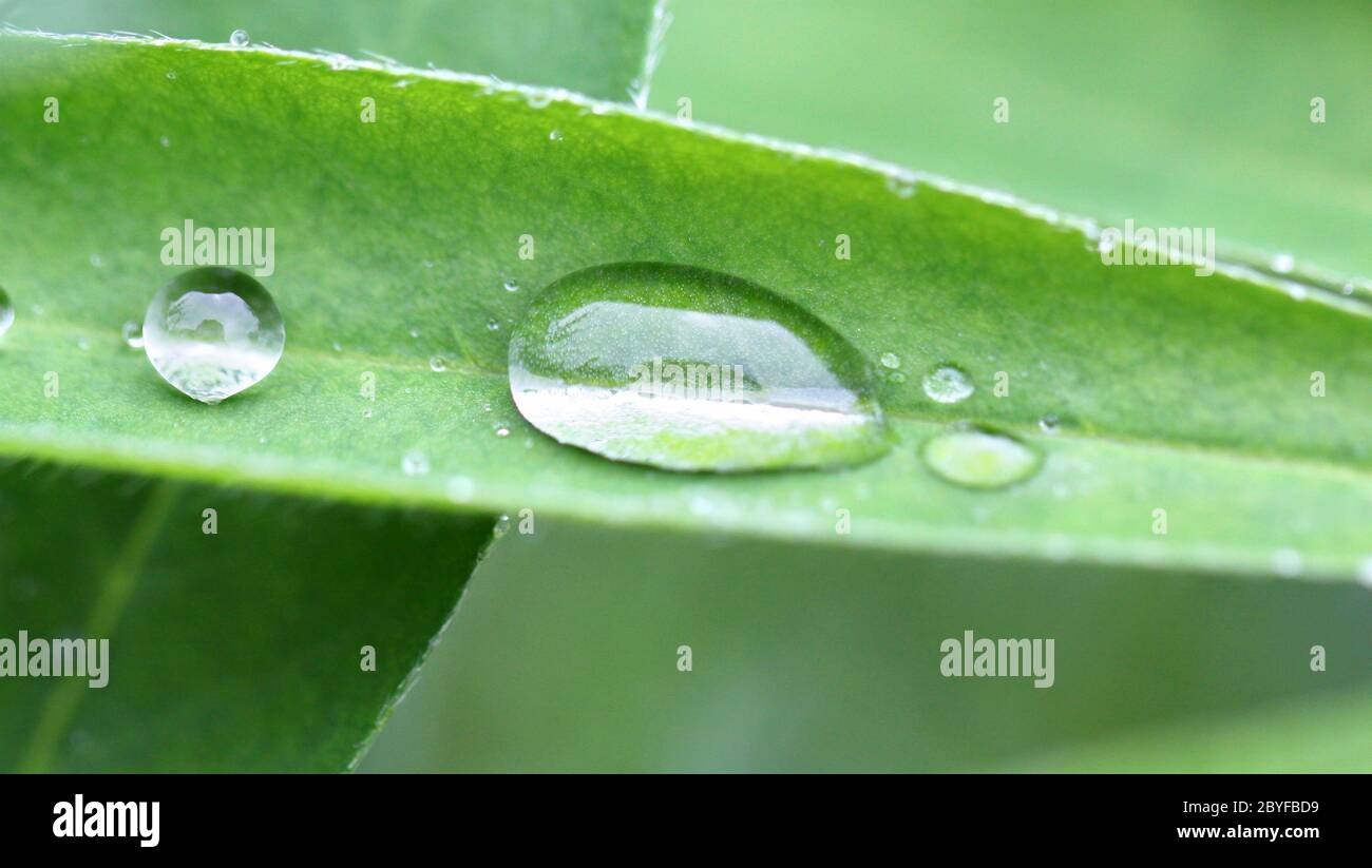 Ovale Transparent Tropfen Wasser auf einem grünen Blatt Stockfoto