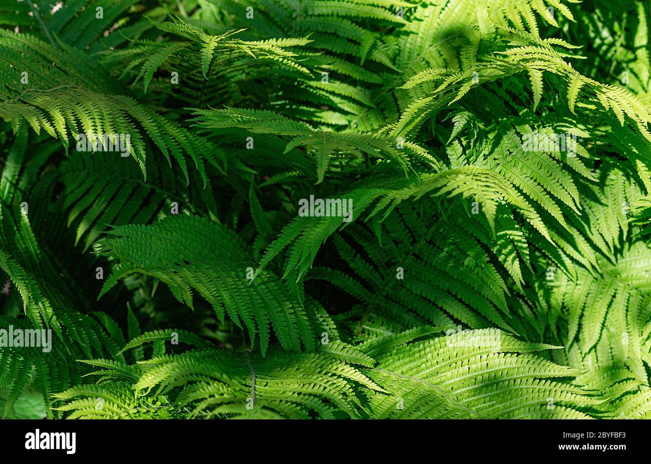 Farnblätter aus nächster Nähe. Natürlicher grüner Hintergrund. Nahaufnahme. Stockfoto