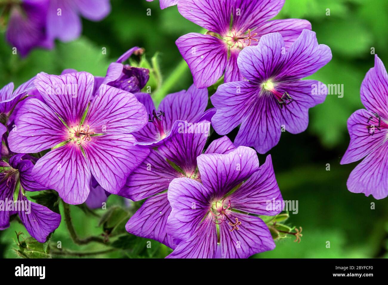 Geranium x magnificum ‘Rosemoor’ Stockfoto