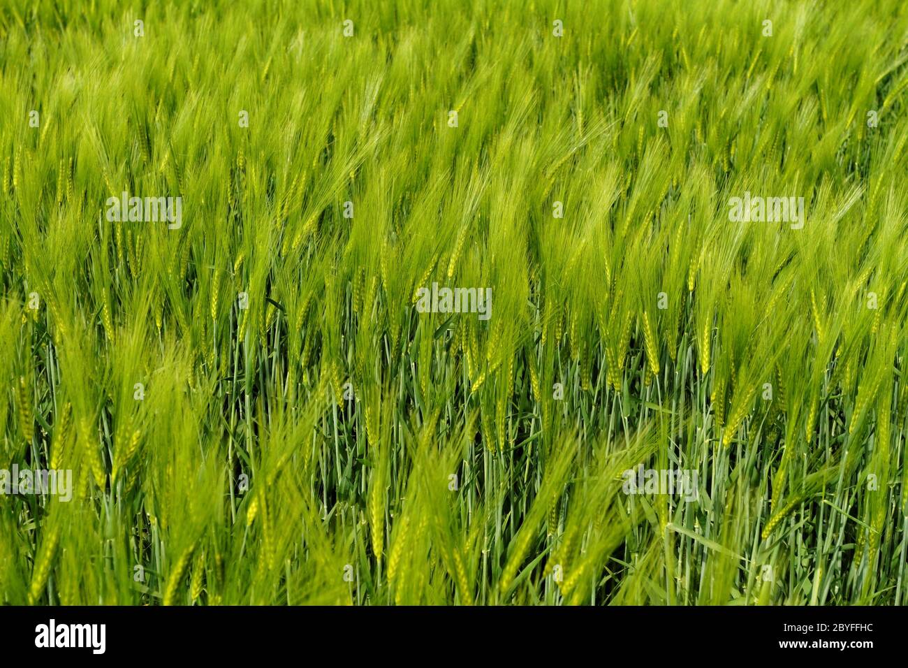 Grünen Weizen auf ein Getreidefeld im Frühjahr Stockfoto
