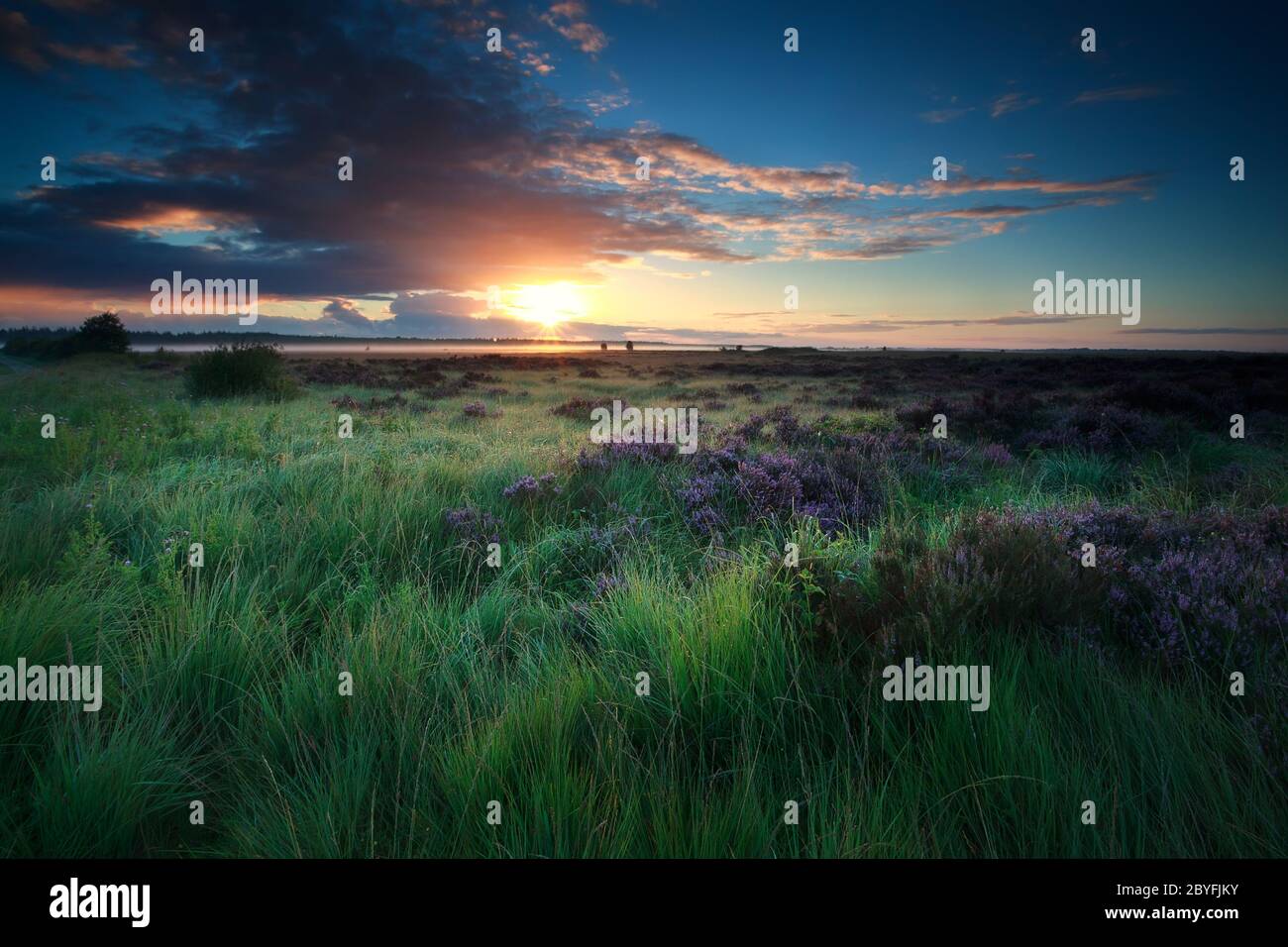 Schöner Sonnenaufgang über Sumpf mit blühender Heide Stockfoto