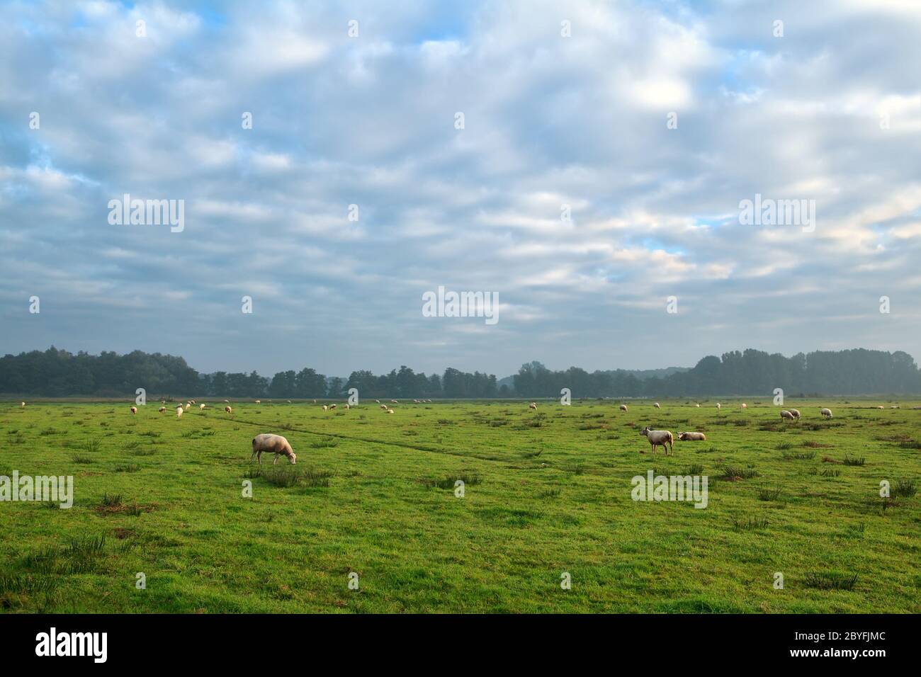 Schafherde auf Weide grasen Stockfoto