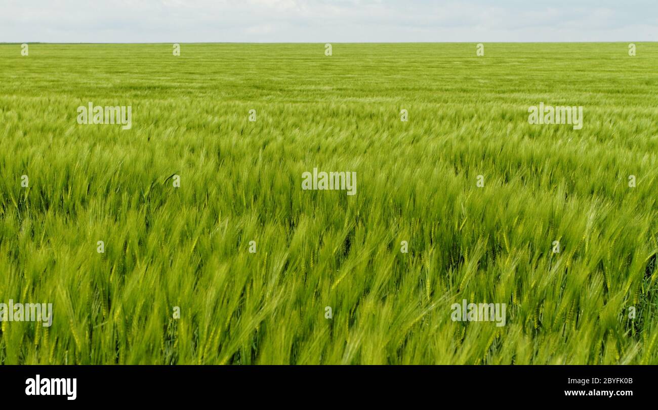 Grünen Weizen auf ein Getreidefeld im Frühjahr Stockfoto