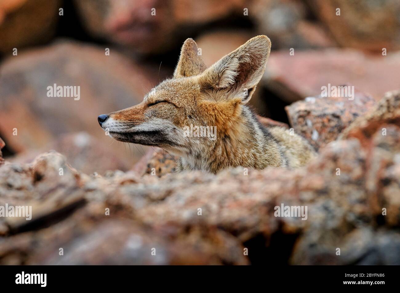 Chilenischer Fuchs Solitär in der Atacama Wüste, Chile Stockfoto