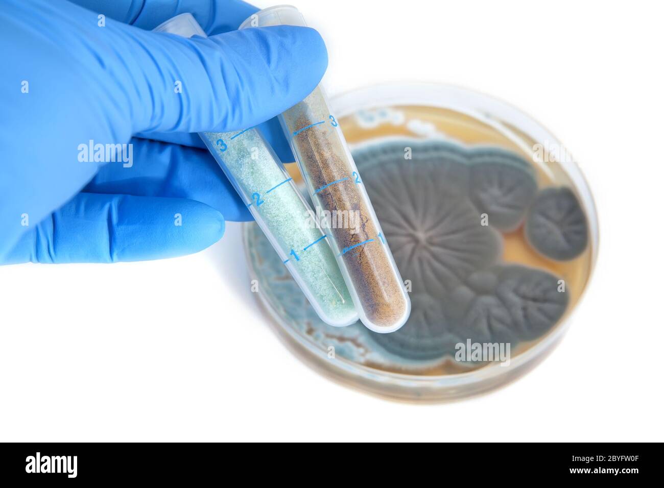 Röhrchen mit Medikamenten und Penicillium-Pilzen Stockfoto